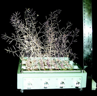 Illustration for article titled The First Space Flower Bloomed Decades Ago, Not This Week